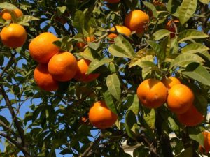 Albero arance