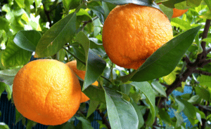 Scopri di più sull'articolo Arancio amaro coltivazione