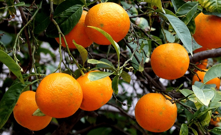 Arancio coltivazione