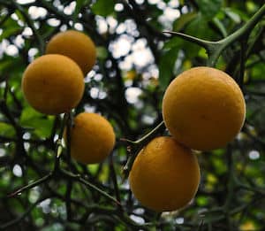 Arancio spinoso