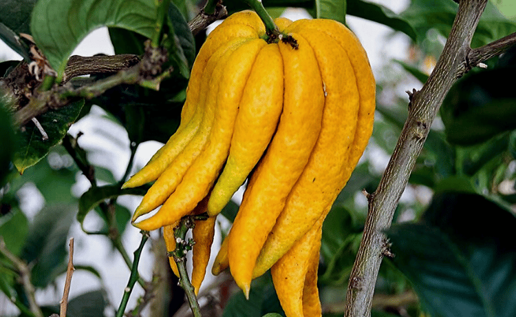 Cedro mano di Buddha