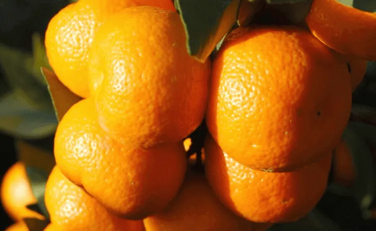 Chinotto pianta