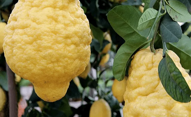 Coltivazione cedro