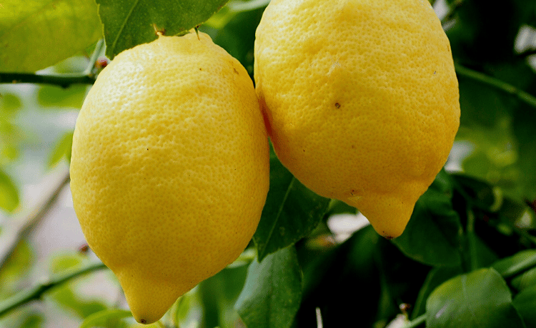 Coltivazione dei limoni