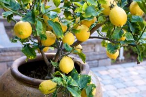 Coltivazione del limone in vaso