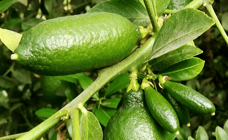 Finger lime pianta