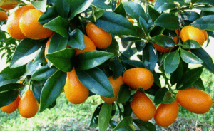 Scopri di più sull'articolo Kumquat coltivazione