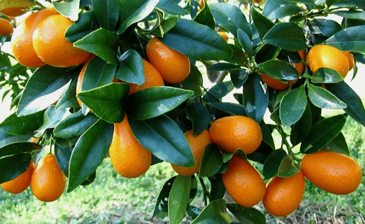 Kumquat coltivazione