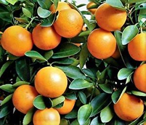 Kumquat pianta