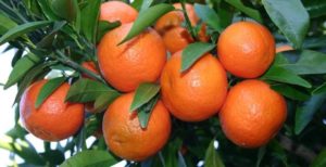 Mandarino pianta