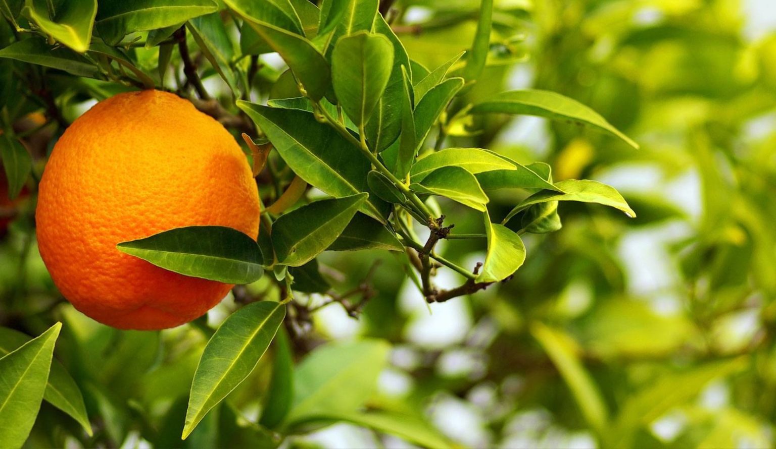 Come Si Chiama L Albero Dell Arancia Arancio amaro coltivazione: scopri tutto su questo agrume particolare