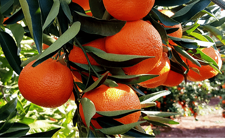 Pianta mandarino