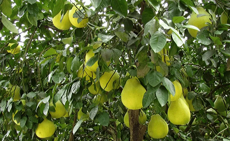 Pomelo pianta
