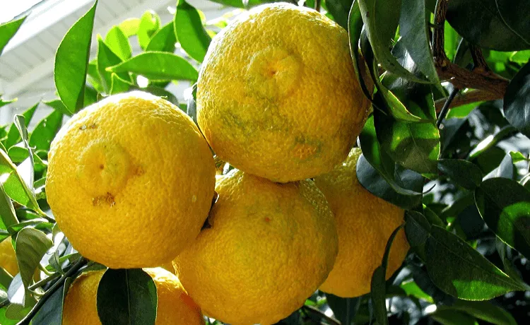 Yuzu giapponese
