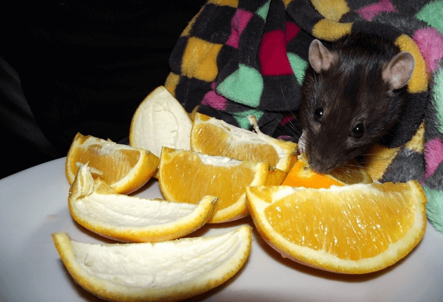 cibo preferito dei topi