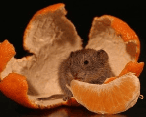 topi mangiano arance